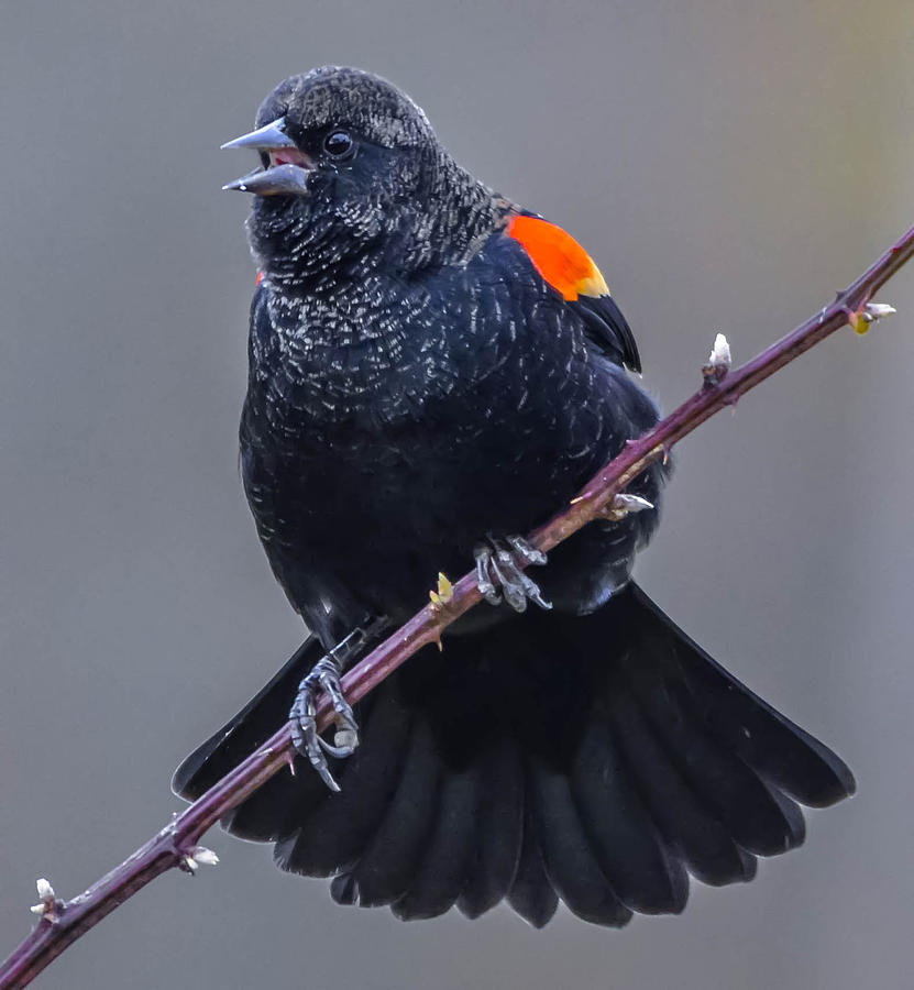 Red-Winged Blackbird #8 Photograph by Brian Stevens