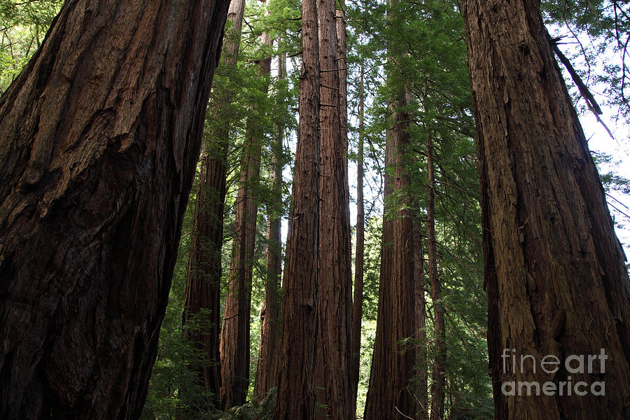 Redwoods Sequoia Sempervirens #8 Photograph by Ted Kinsman