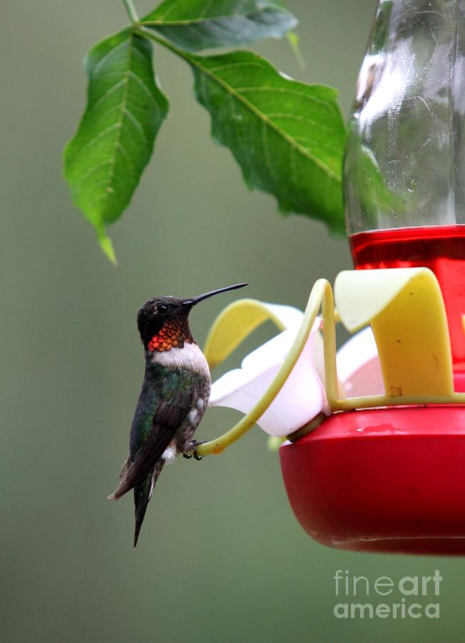Ruby-throated Hummingbird #8 Photograph by Jack R Brock