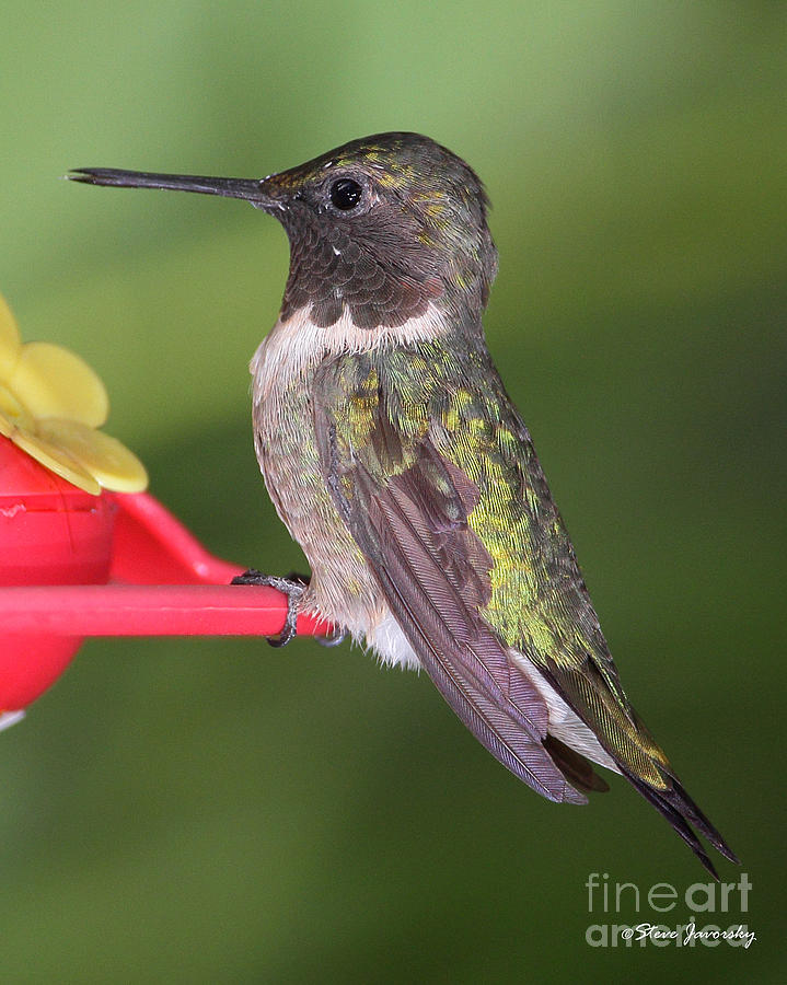 Ruby Throated Hummingbird #8 Photograph by Steve Javorsky