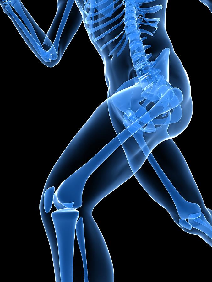 Running Skeleton, Artwork #8 by Science Photo Library