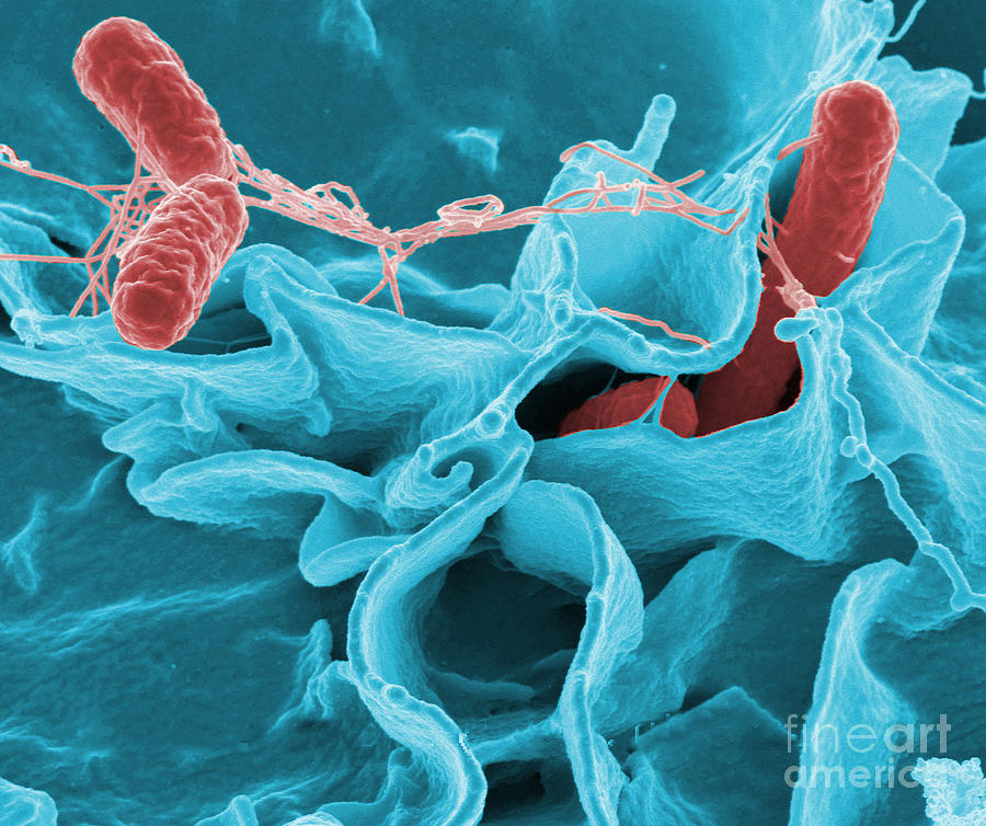 Salmonella Bacteria #8 Photograph by Science Source