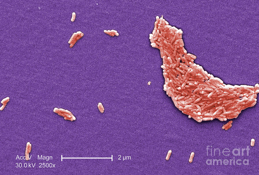 Salmonella, Sem #8 Photograph by Science Source