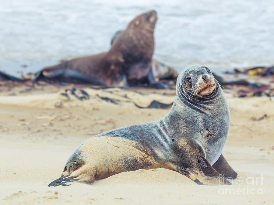 Sea lions Photograph by MotHaiBaPhoto Prints | Fine Art America