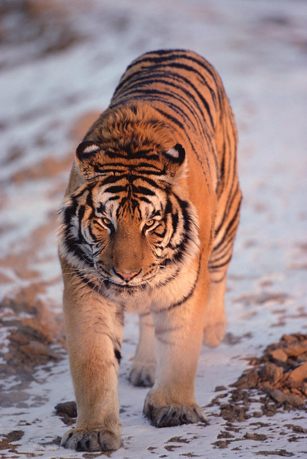 Siberian Tiger Panthera Tigris Altaica #8 Photograph by Konrad Wothe