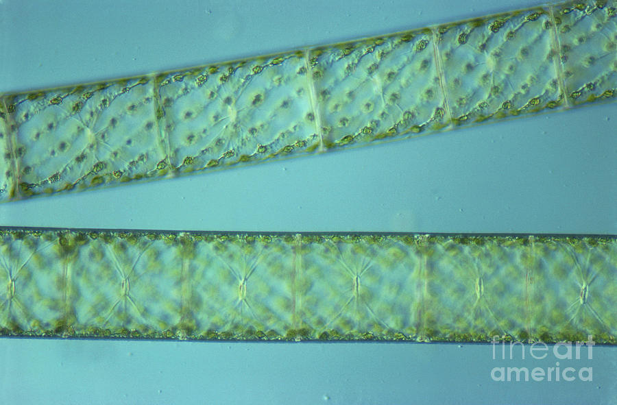 Science Photograph - Spirogyra Sp. Algae Lm #8 by M. I. Walker