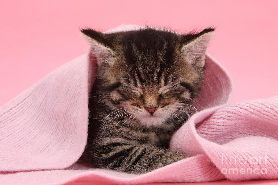 Tabby Kitten Photograph by Mark Taylor - Fine Art America