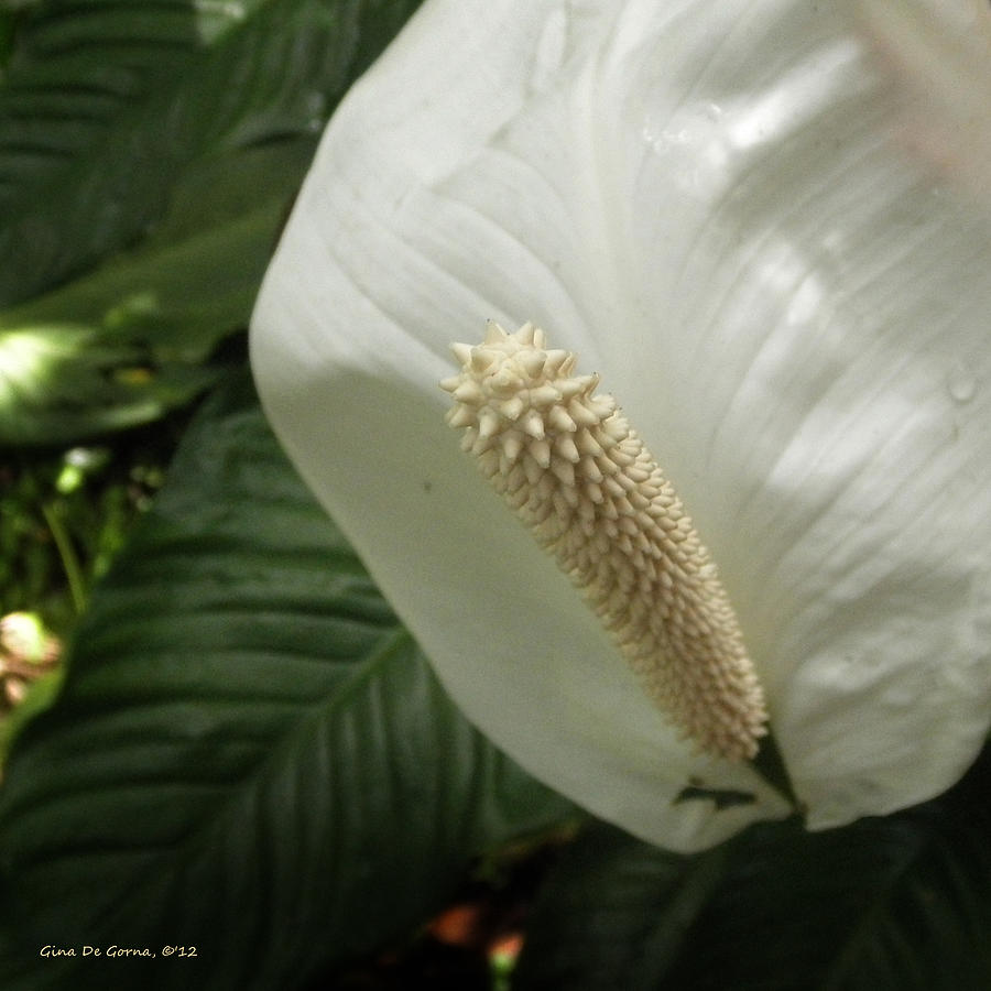 Tropical Flower #8 Photograph by Gina De Gorna