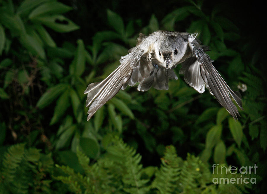 Titmouse Photograph - Tufted Titmouse In Flight #8 by Ted Kinsman