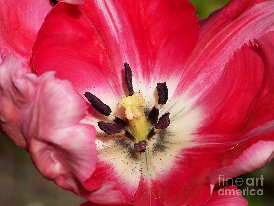 Tulipe #4 Photograph by Sylvie Leandre