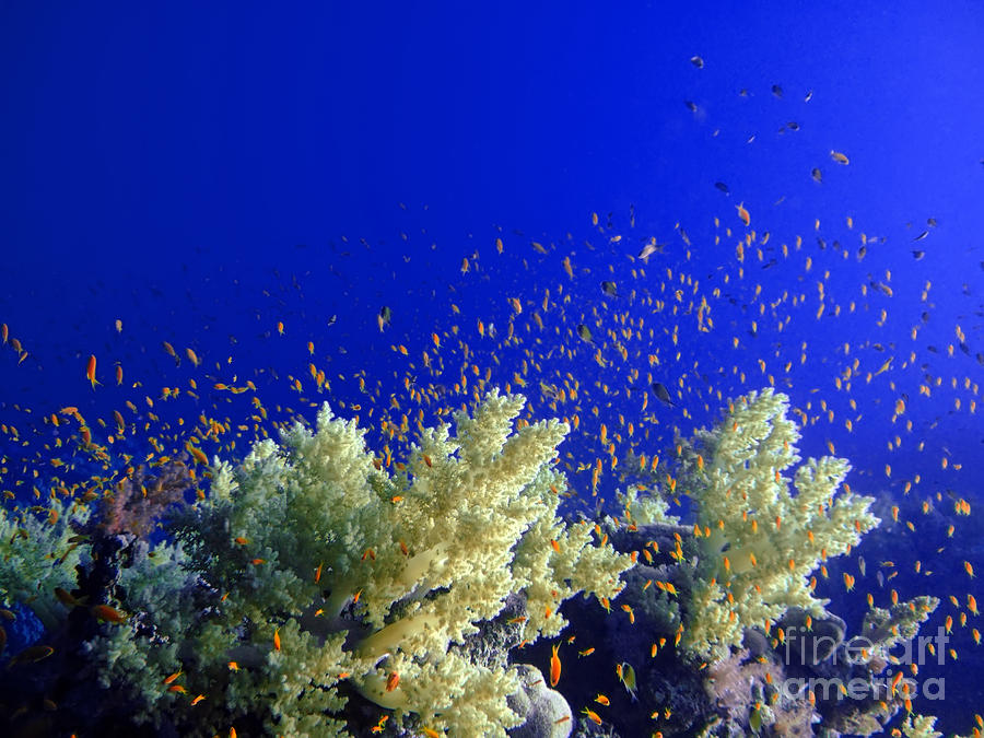 Fish Photograph - Underwater landscape #8 by MotHaiBaPhoto Prints