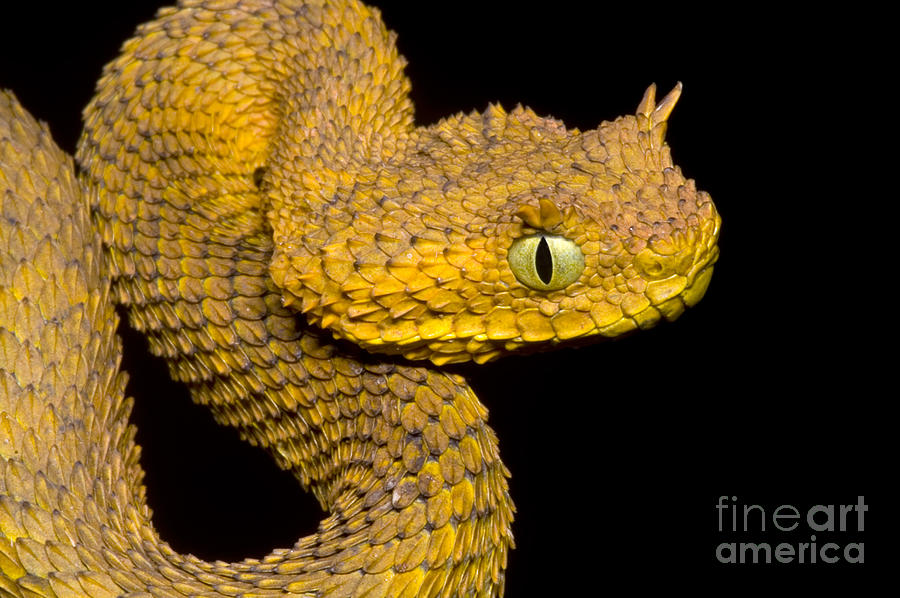 Snake Photograph - Usambara Eyelash Bush Viper #8 by Dante Fenolio