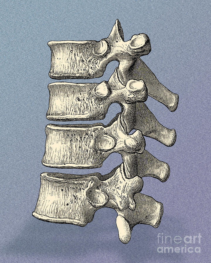Vertebrae #8 Photograph by Science Source