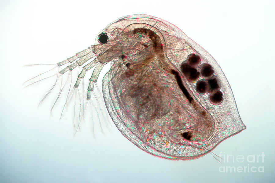 Water Flea Photograph - Water Flea Daphnia Magna #8 by Ted Kinsman