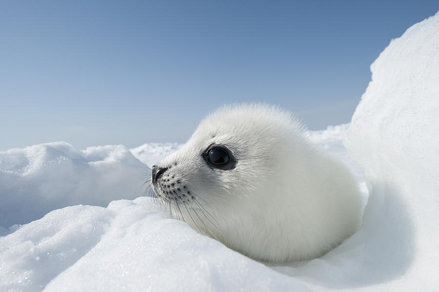 Whitecoat Harp Seal Pup by Daisy Gilardini