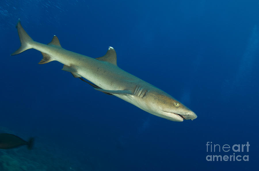 Whitetip Reef Shark, Kimbe Bay, Papua #8 Photograph by Steve Jones