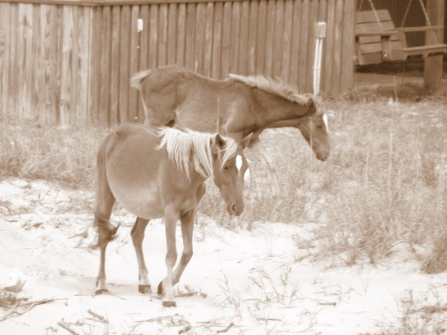 Wild Spanish Mustang of the Outer Banks of North Carolina #8 Photograph by Kim Galluzzo