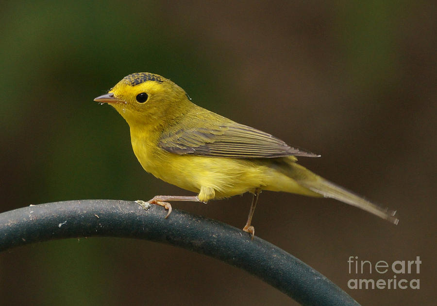 Bird Photograph - Wilsons Warbler #8 by Lori Tordsen