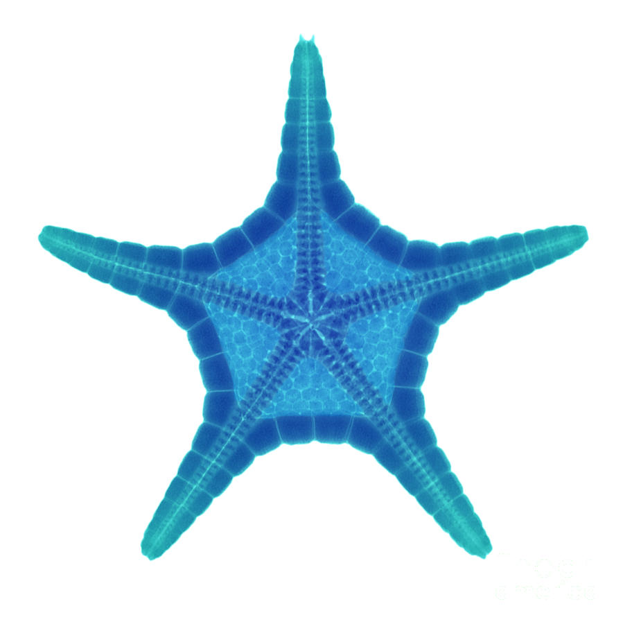 X-ray Of Starfish #4 Photograph by Ted Kinsman