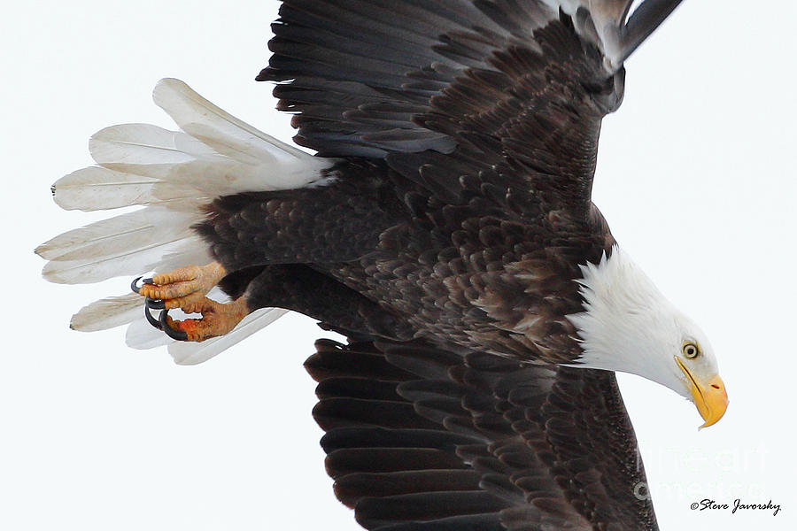 Bald Eagle #80 Photograph by Steve Javorsky