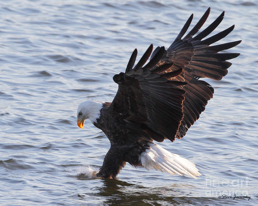 Bald Eagle #81 Photograph by Steve Javorsky