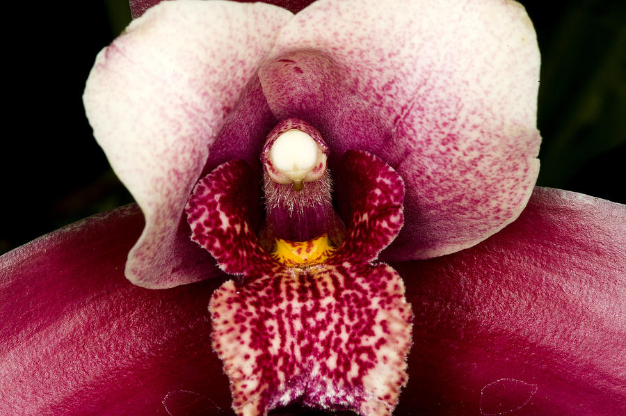 Exotic Orchids of C Ribet #81 Photograph by C Ribet