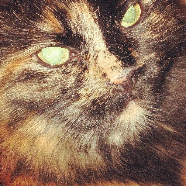 Instagram Photo Photograph by Jinxi The House Cat Instagram Photo Photograph by Jinxi The House Cat