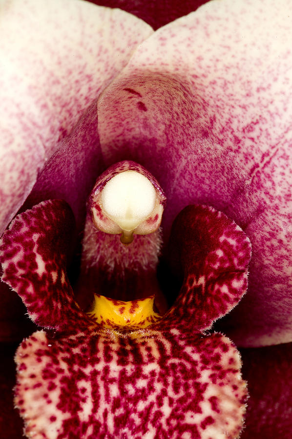 Exotic Orchids of C Ribet #82 Photograph by C Ribet