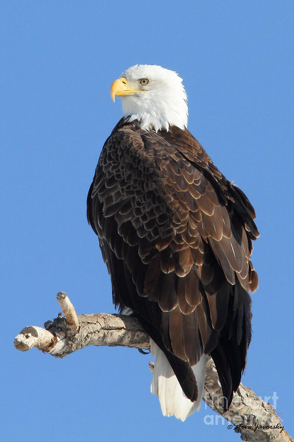 Bald Eagle #83 Photograph by Steve Javorsky