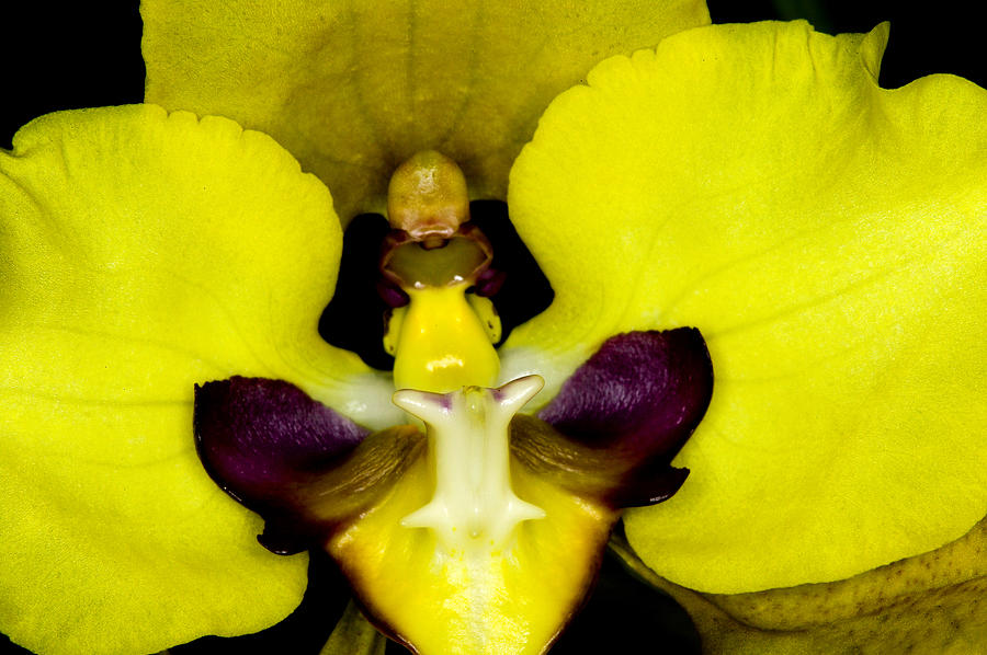Exotic Orchids of C Ribet #83 Photograph by C Ribet