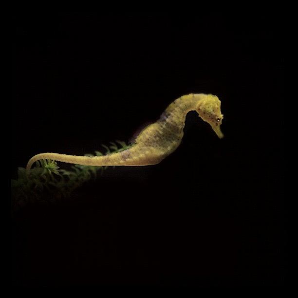 Seahorse Photograph - Instagram Photo #841344691208 by Ghada Abdulkhaleq