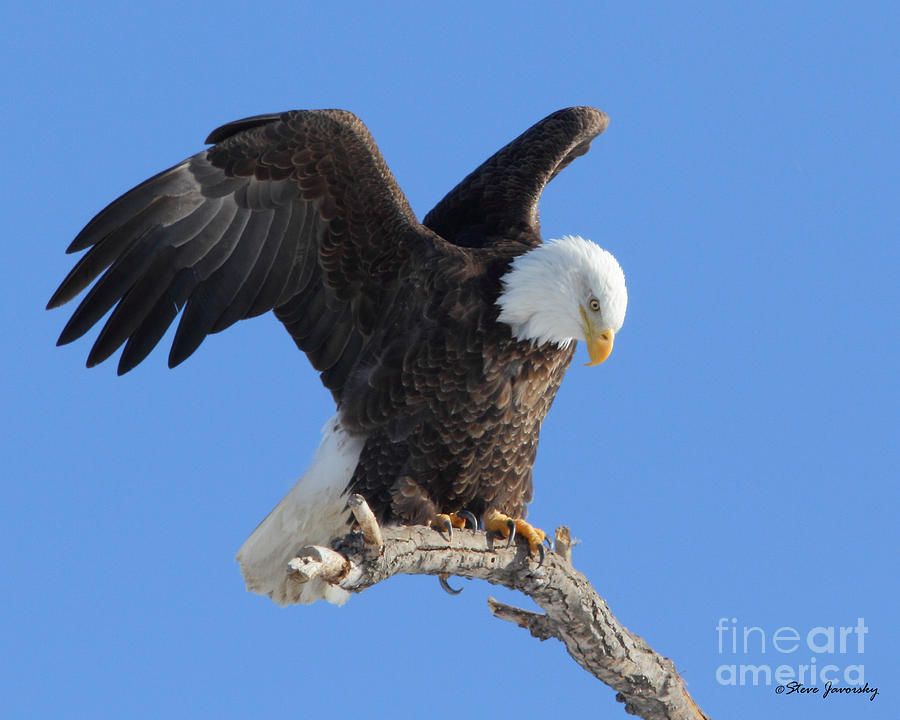 Bald Eagle #85 Photograph by Steve Javorsky