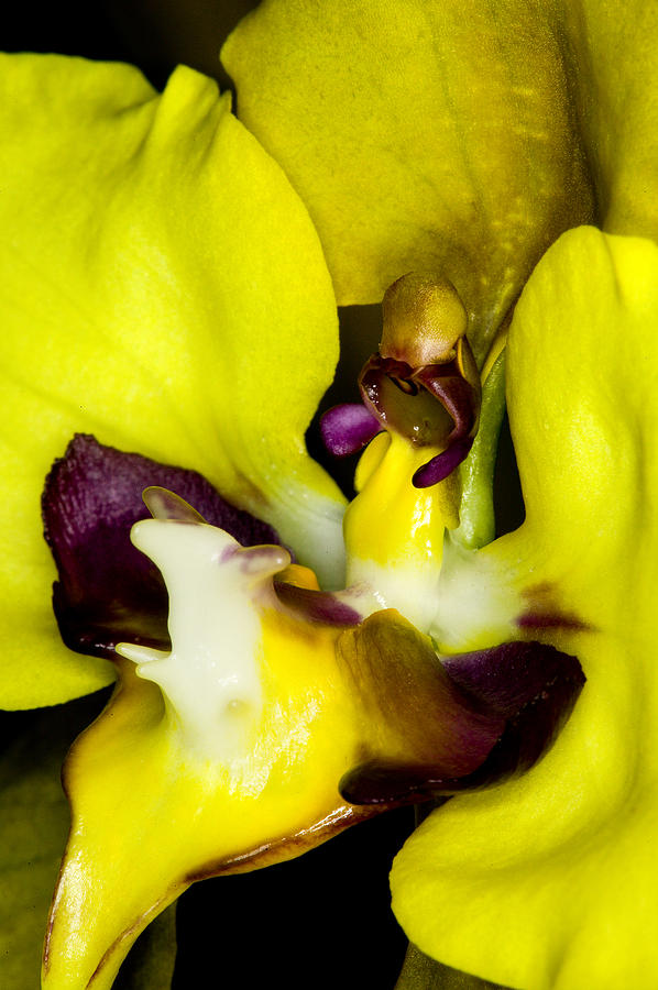 Exotic Orchids of C Ribet #85 Photograph by C Ribet