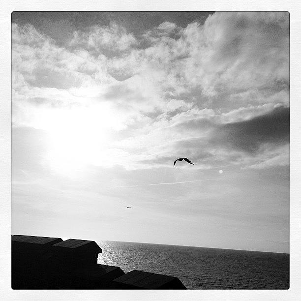 Seagull Photograph - Instagram Photo #851351636315 by Dave Woodford