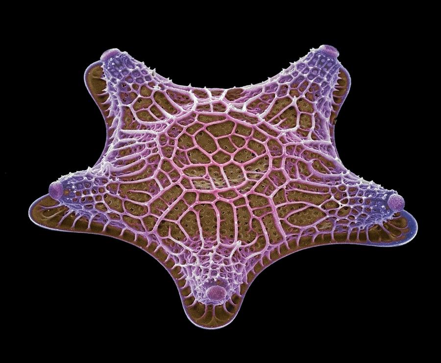 Nature Photograph - Diatom Alga, Sem #86 by Steve Gschmeissner