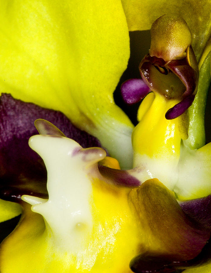Exotic Orchids of C Ribet #86 Photograph by C Ribet