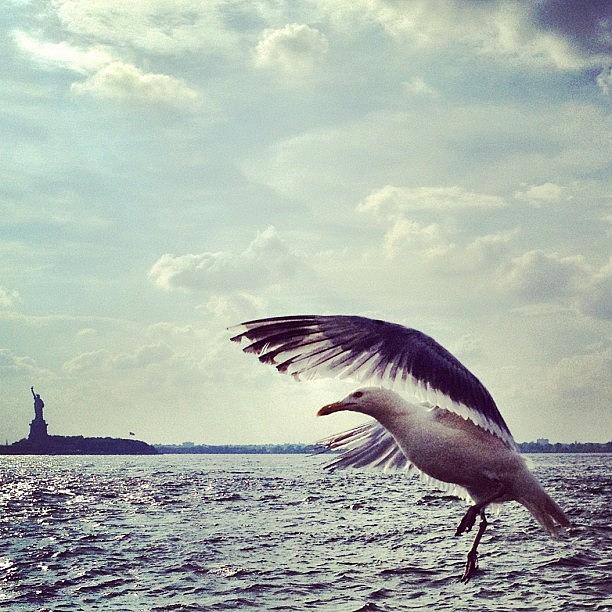 Seagull Photograph - Instagram Photo #861343848927 by Jason Stankiewicz