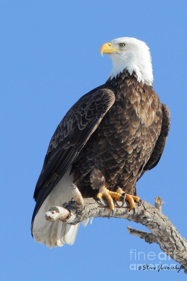 Bald Eagle #87 Photograph by Steve Javorsky