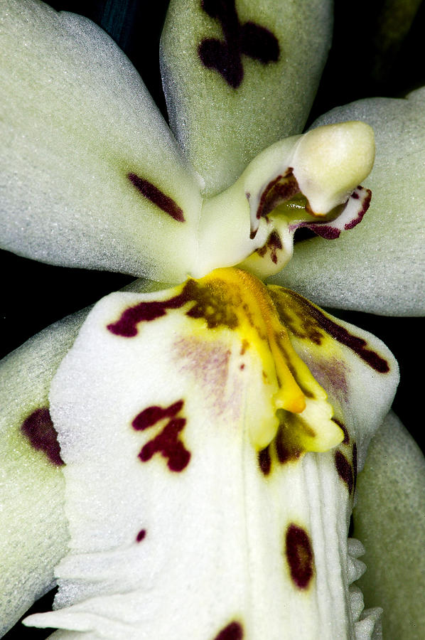 Exotic Orchids of C Ribet #87 Photograph by C Ribet