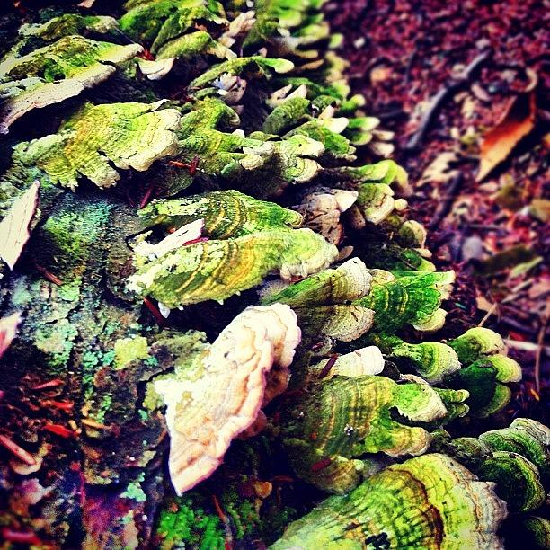 Mushroom Photograph - Instagram Photo #871348148984 by Mark Scheffer