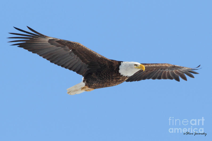 Bald Eagle #88 Photograph by Steve Javorsky