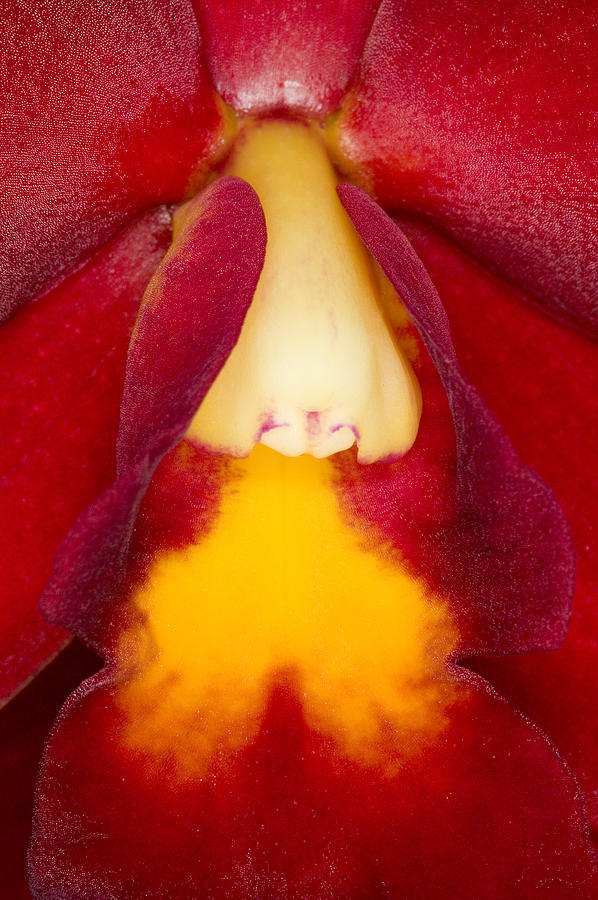 Exotic Orchids of C Ribet #88 Photograph by C Ribet