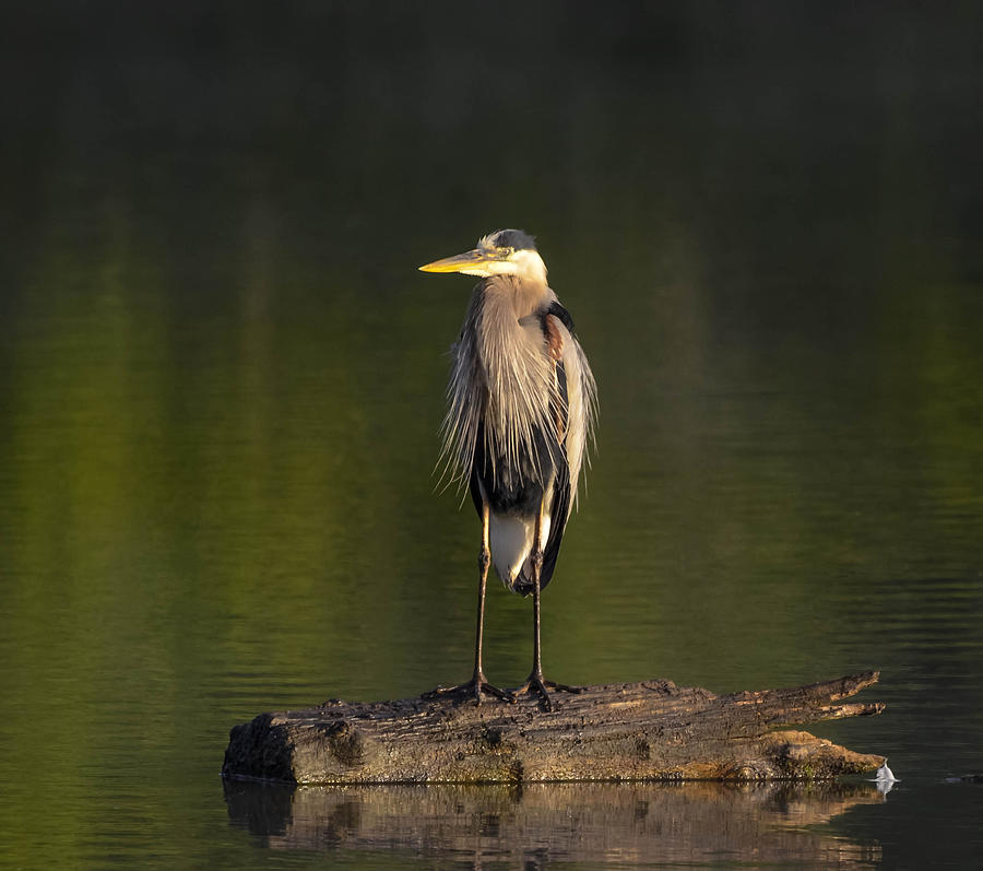 Great Blue Heron #88 Photograph by Brian Stevens