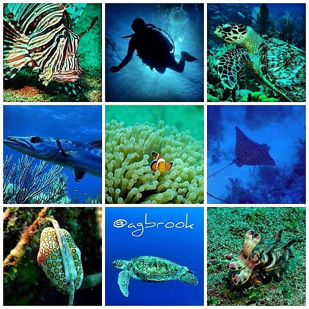 Underwater Photograph - Instagram Photo #881349379753 by Arturo Brook