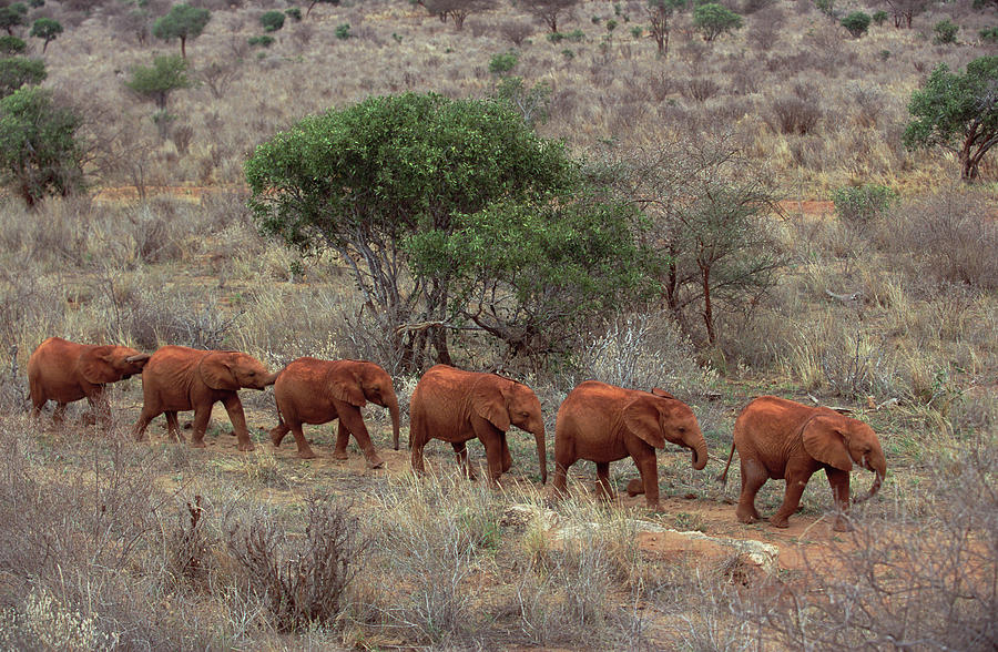African Elephant Loxodonta Africana #9 Photograph by Gerry Ellis