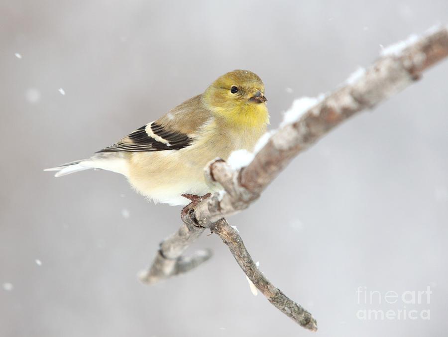 Nature Photograph - American Goldfinch #9 by Jack R Brock
