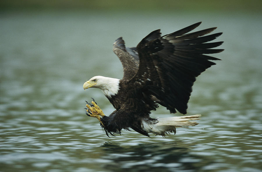 An American Bald Eagle In Flight Photograph by Klaus Nigge