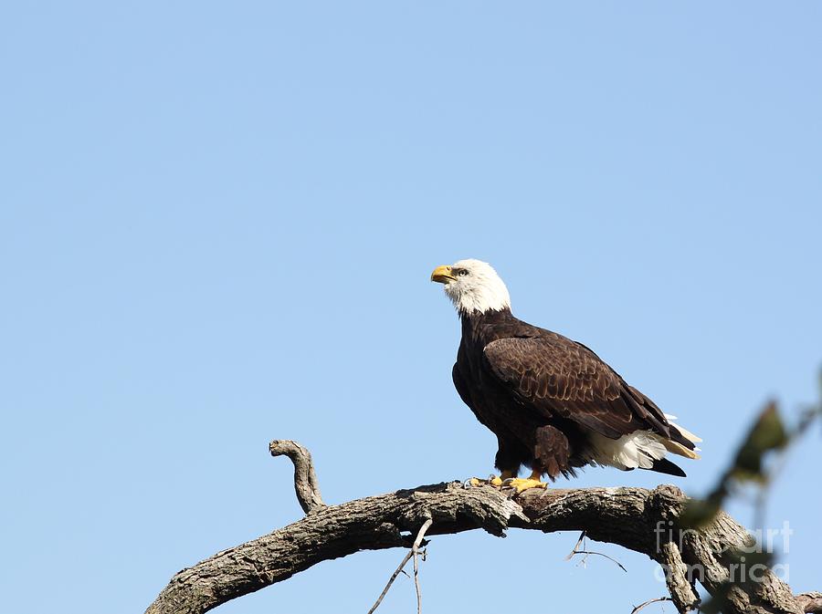 Bald Eagle #9 Photograph by Jack R Brock