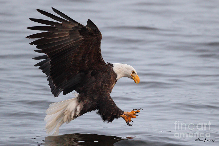 Bald Eagle #9 Photograph by Steve Javorsky