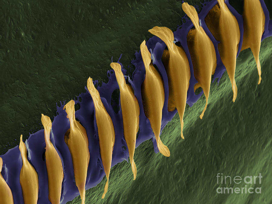 Cricket Sound Comb, Sem #9 Photograph by Ted Kinsman